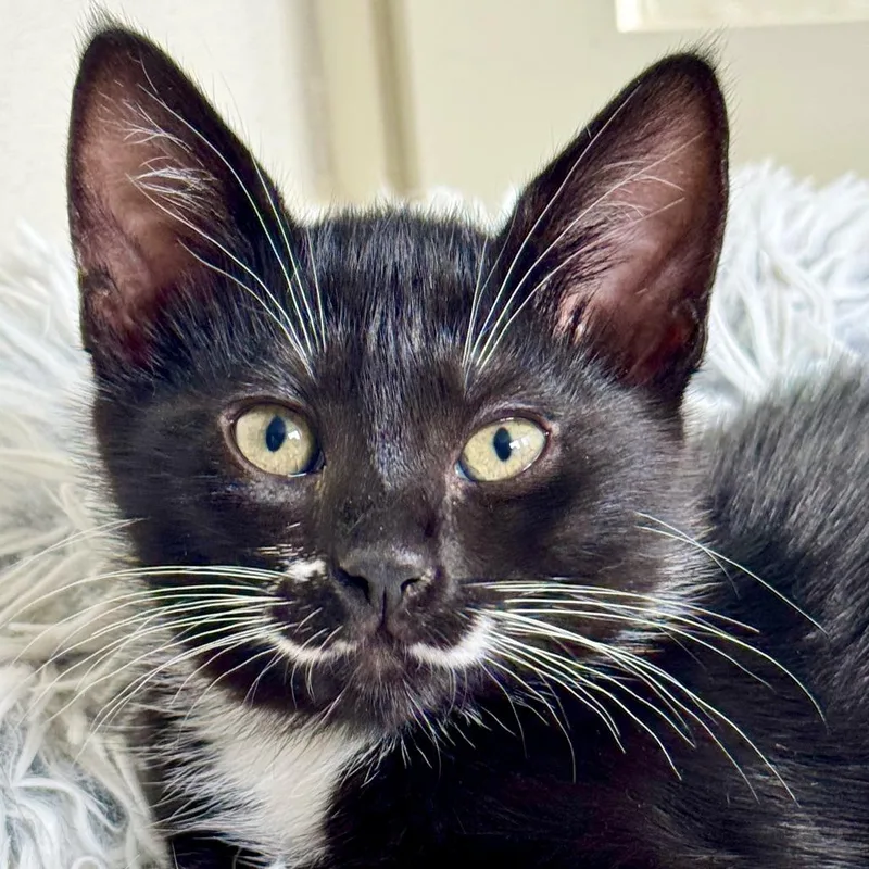 A baby small-sized female Gray / Blue / Silver Domestic Short Hair cat named Dali for adoption in Woodinville, WA