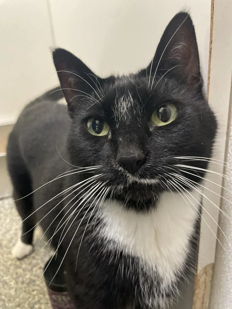 A senior medium-sized female Domestic Short Hair cat named Dahlia for adoption in Eastsound, WA