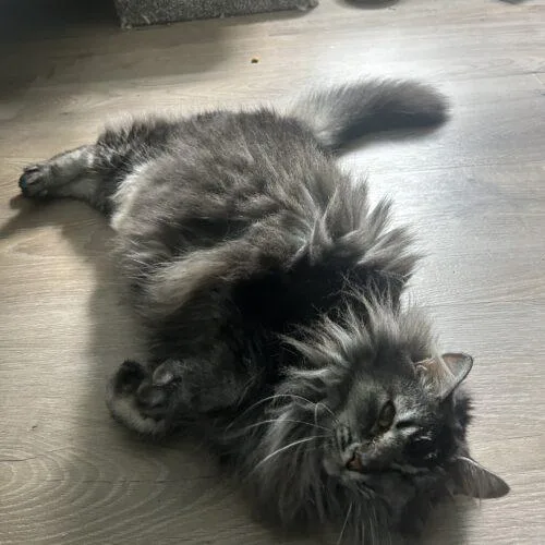 A senior large-sized female Gray & White Maine Coon cat named Gigi for adoption in Tampa, FL