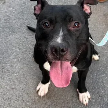 An adult medium-sized male Black Mixed Breed dog named Hobbes for adoption in Ballston Spa, NY