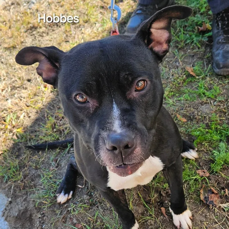 Hobbes thumbnail 2