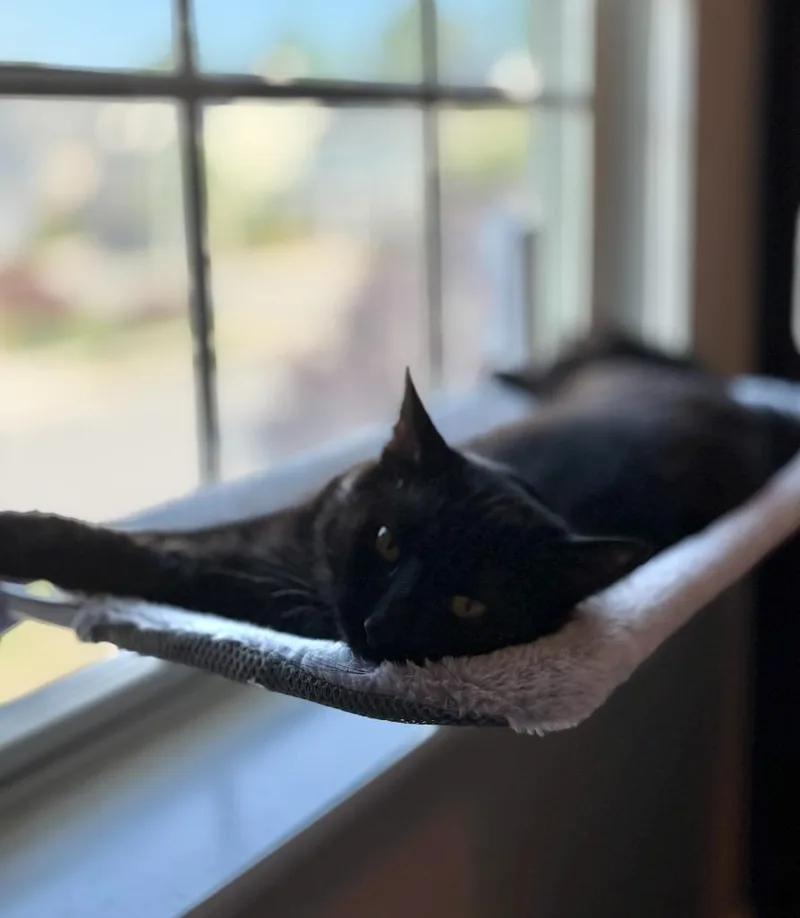 A baby medium-sized female Domestic Long Hair cat named Gwendolyn for adoption in Youngsville, NC