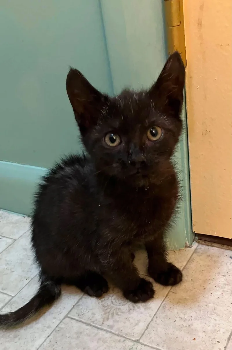 A baby medium-sized female Black Domestic Short Hair cat named Maisy for adoption in Manhattan, KS