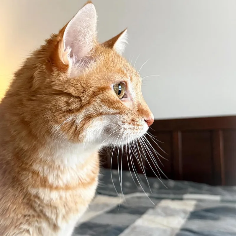 Cheeto