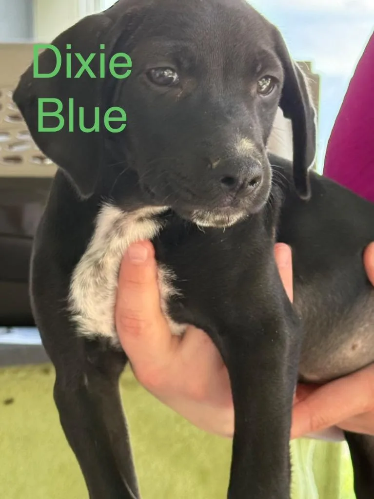 A baby medium-sized female Hound dog named Dixie Blue for adoption in Saint Francisville, LA