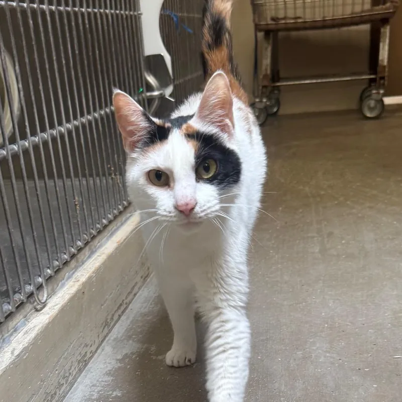 A senior medium-sized female Calico Domestic Short Hair cat named Cleo for adoption in York, PA