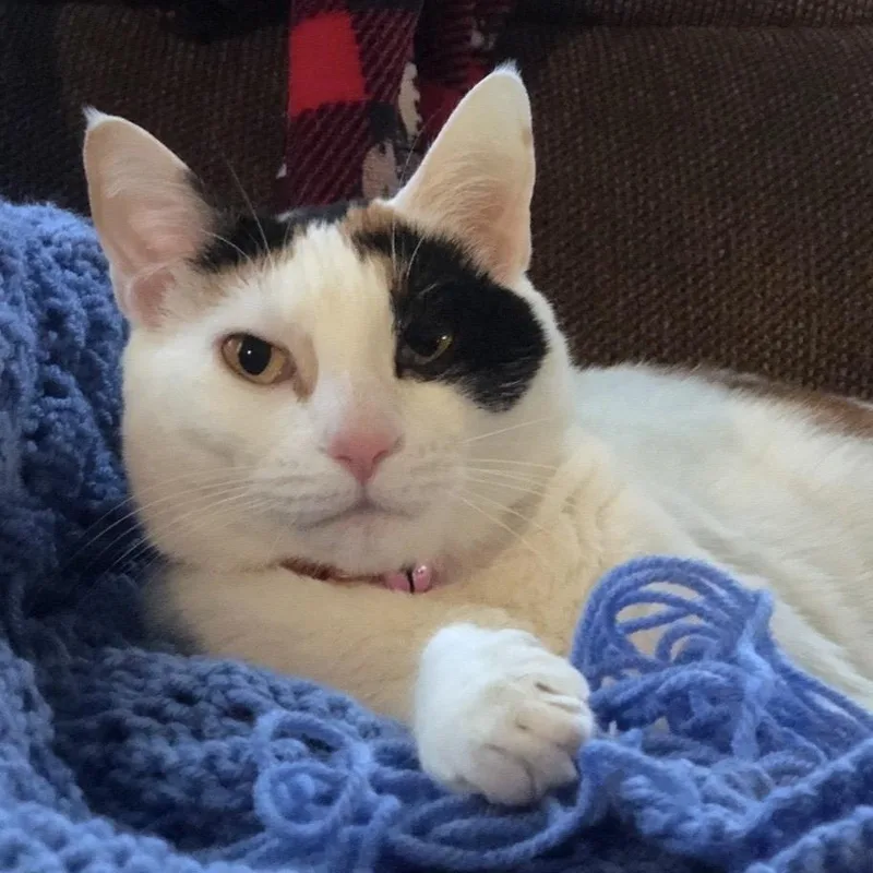 Cleo thumbnail 3