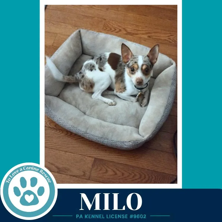 A young small-sized male Chihuahua dog named Milo for adoption in Kimberton, PA