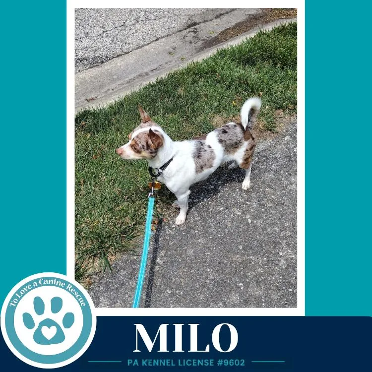 Milo thumbnail 2