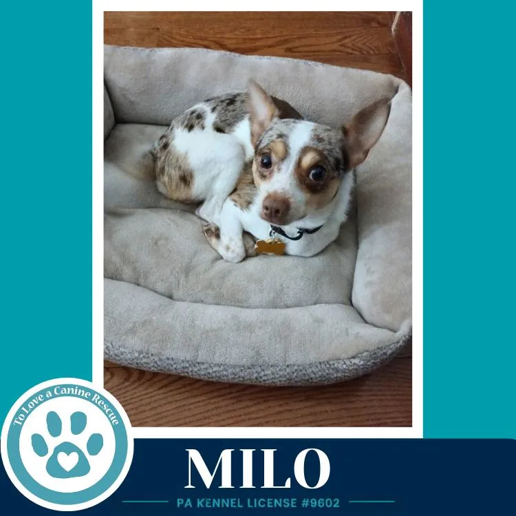 Milo thumbnail 3