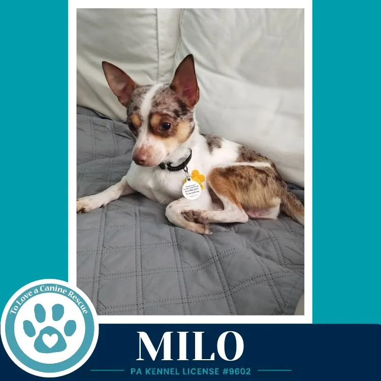 Milo thumbnail 4