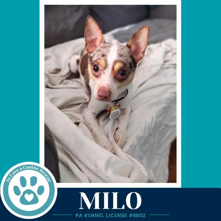 Milo thumbnail 5