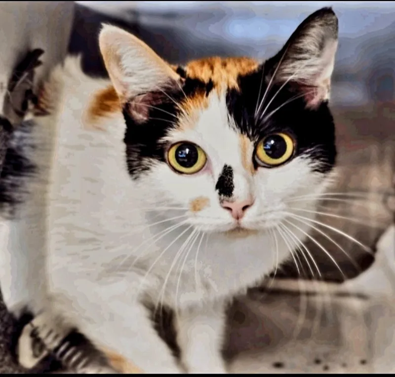 An adult medium-sized female Calico Domestic Short Hair cat named SindelCO for adoption in Magnolia, TX