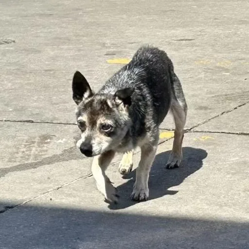 A senior small-sized female Black Chihuahua dog named Enid for adoption in Pittsburg, KS