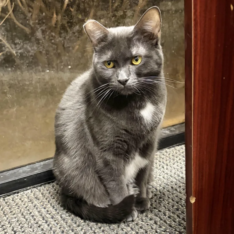 An adult medium-sized female Gray & White Domestic Short Hair cat named Charlotte for adoption in Los Angeles, CA