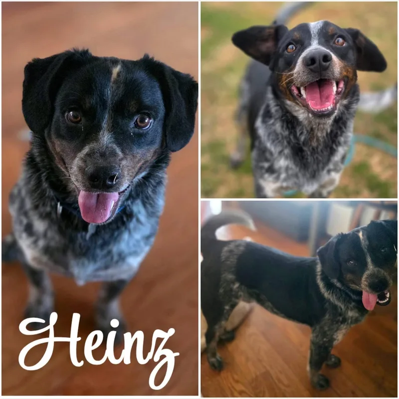Heinz thumbnail 4