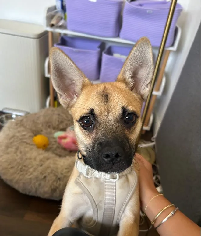 A young small-sized female Chug dog named Anastasia for adoption in West Hollywood, CA