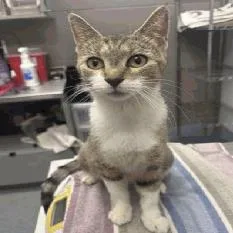 An adult medium-sized female White Domestic Short Hair cat named Violet for adoption in Indianapolis, IN