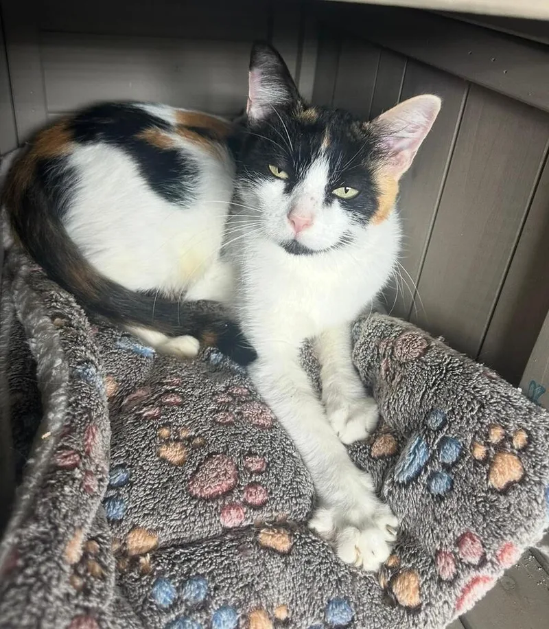 An adult small-sized female Black & White / Tuxedo Domestic Short Hair cat named Rufa for adoption in Hudson, NH