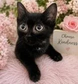 A baby medium-sized female Black Domestic Short Hair cat named Sabrina for adoption in Portsmouth, OH