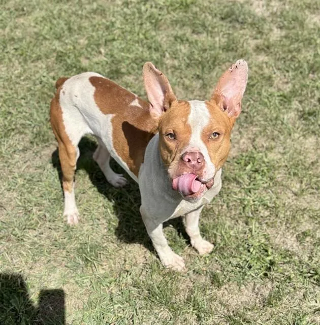 Amigo