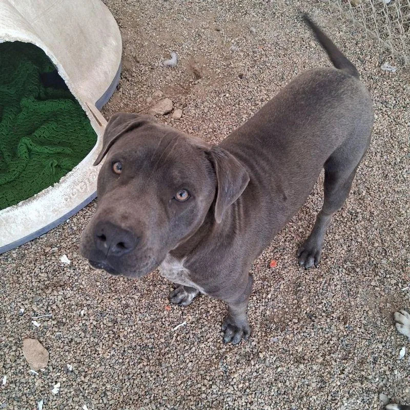An adult large-sized male Gray / Blue / Silver American Staffordshire Terrier dog named Charlie Angel for adoption in Kingman, AZ