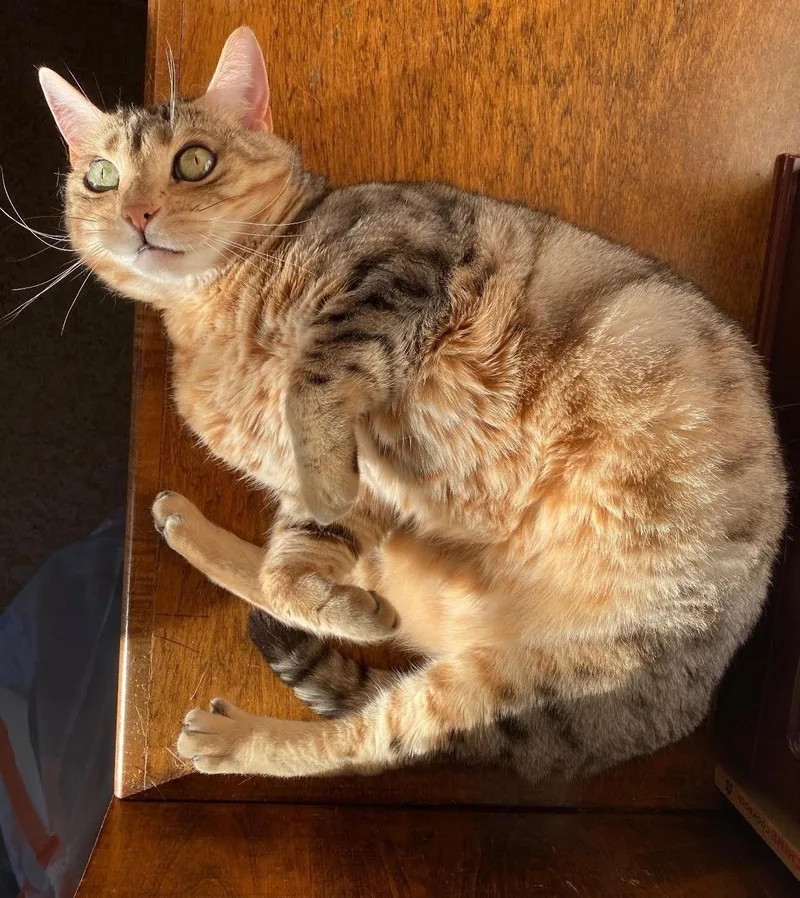 An adult medium-sized female Tabby (Leopard / Spotted) Bengal cat named Sloane & Nora for adoption in Sherman Oaks, CA