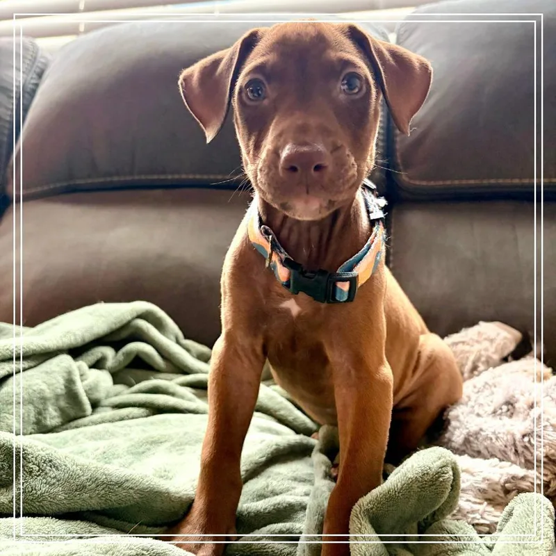 A baby small-sized female American Staffordshire Terrier dog named Circe for adoption in Chandler, AZ