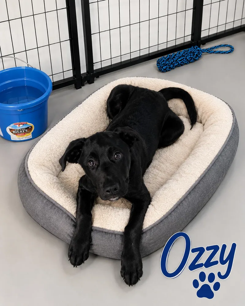A baby large-sized male Black Labrador Retriever dog named Ozzy for adoption in Momence, IL