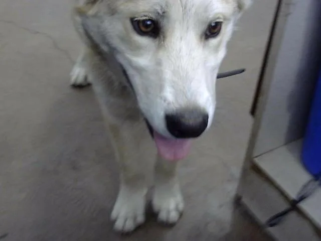A baby medium-sized male Mixed Breed dog named Sebastian for adoption in Dallas, TX
