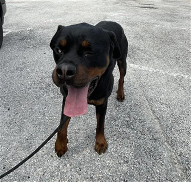 A young large-sized male Rottweiler dog named Chop for adoption in Palmetto, FL