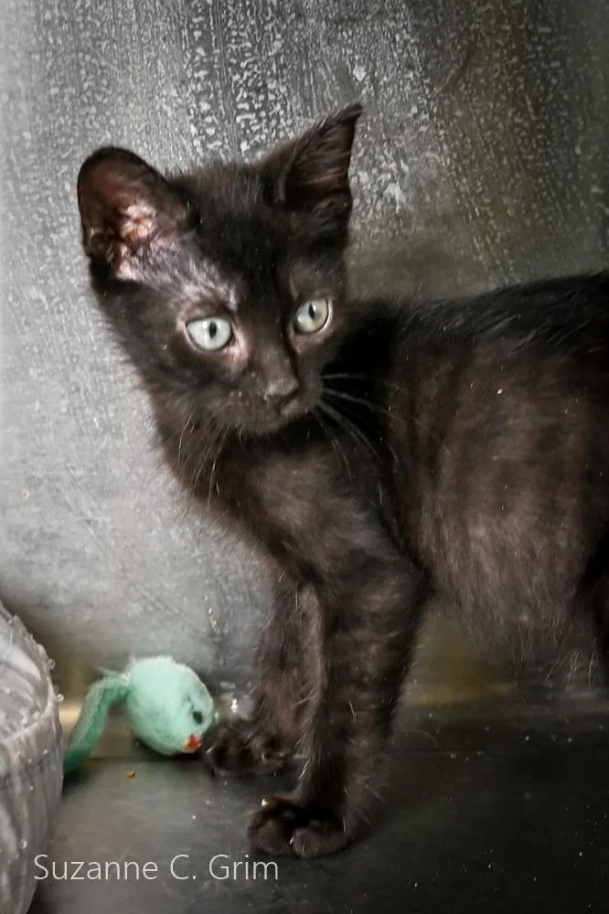 A baby medium-sized male Domestic Short Hair cat named Rooney for adoption in New Orleans, LA