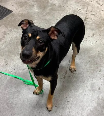 An adult medium-sized male Shepherd dog named Guacamole for adoption in Bowling Green, KY
