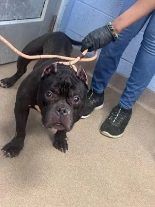 An adult large-sized male Mixed Breed dog named Dunk Tank for adoption in Chamblee, GA