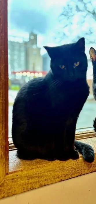 Cocoa Puff thumbnail 2