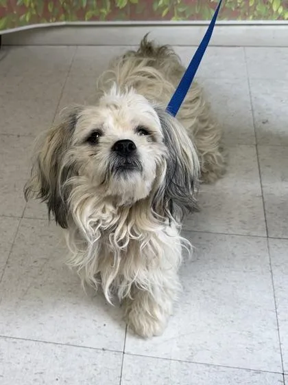 An adult medium-sized male Lhasa Apso dog named Muppet for adoption in San Antonio, TX