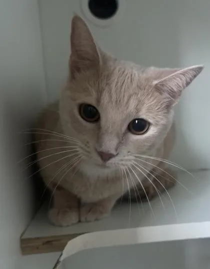 A young small-sized female Domestic Short Hair cat named Penny for adoption in Palm Coast, FL