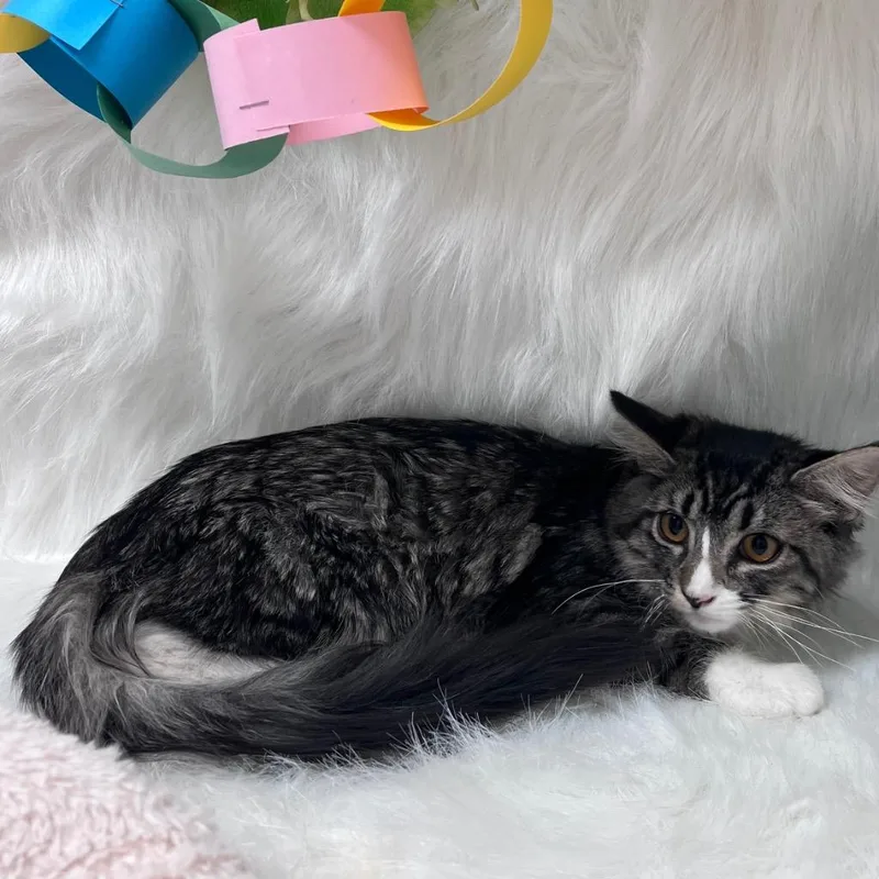 A baby medium-sized female Domestic Short Hair cat named Shiloh for adoption in Peoria, AZ