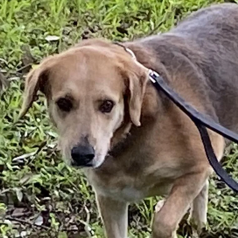 A senior large-sized female Brown / Chocolate Beagle dog named Mandi for adoption in Sarasota, FL