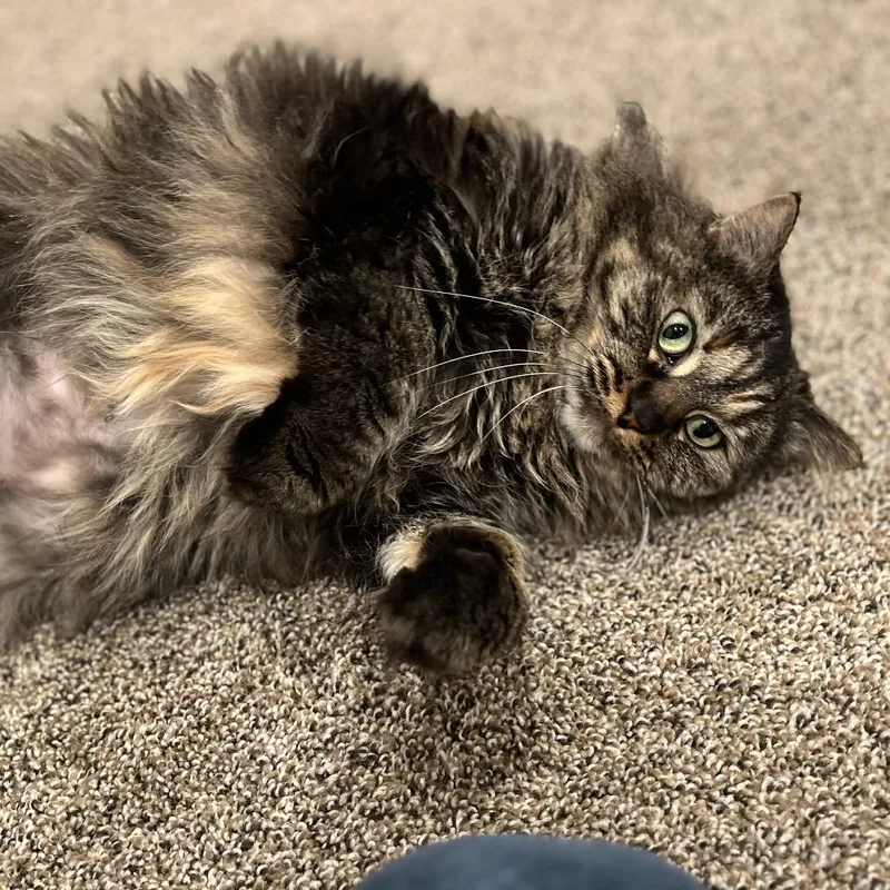 An adult extra large-sized female Tortoiseshell Domestic Medium Hair cat named Amy Adams for adoption in Branford, CT