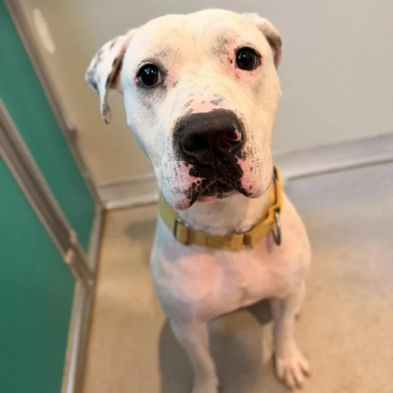 An adult large-sized male White / Cream Pit Bull Terrier dog named Pongo for adoption in Port Angeles, WA