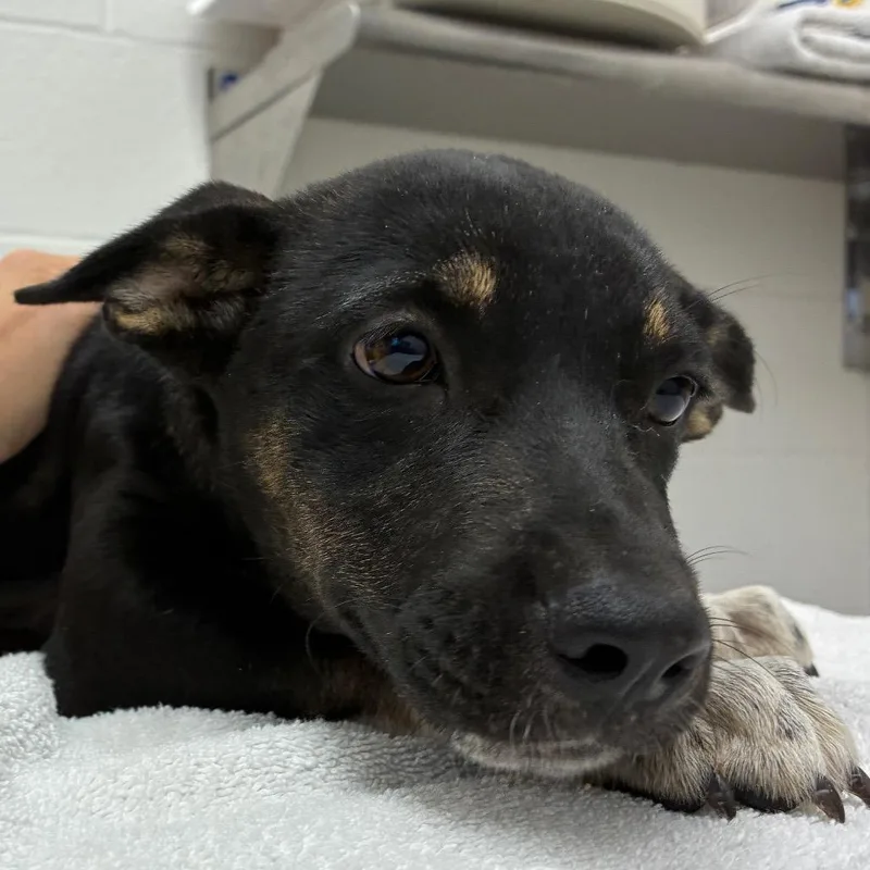 A baby small-sized female Black Shepherd dog named Prudence for adoption in Corpus Christi, TX