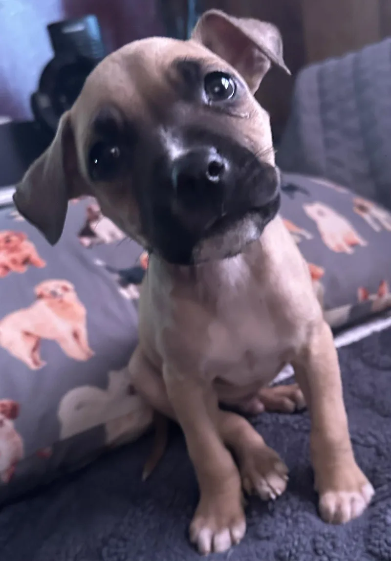 A baby medium-sized male Rhodesian Ridgeback dog named Marley for adoption in Tonawanda, NY