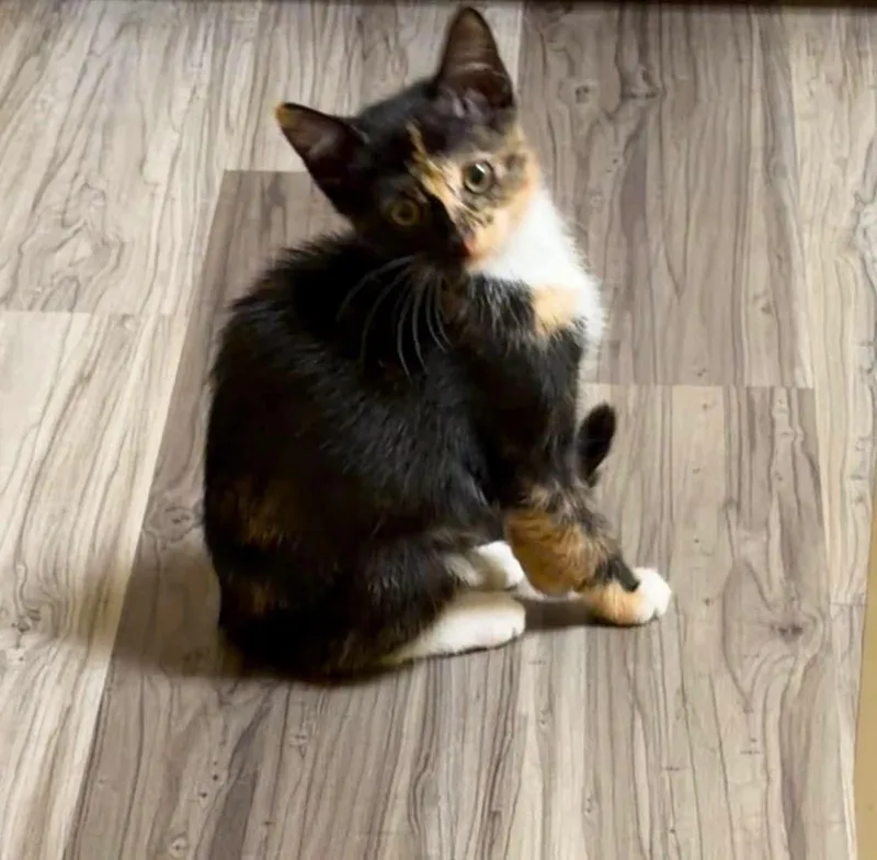 A baby small-sized female Calico cat named Diva for adoption in Buford, GA