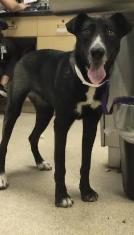 A young large-sized female Labrador Retriever dog named Sombra for adoption in Riverside, CA