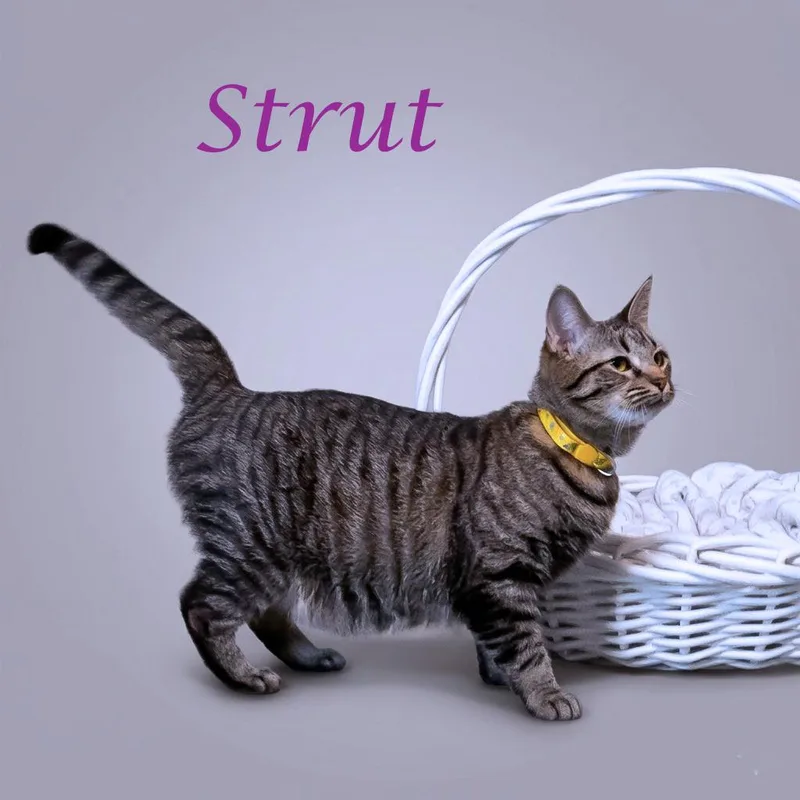 An adult medium-sized female Brown / Chocolate Domestic Short Hair cat named Strut C for adoption in Lebanon, TN