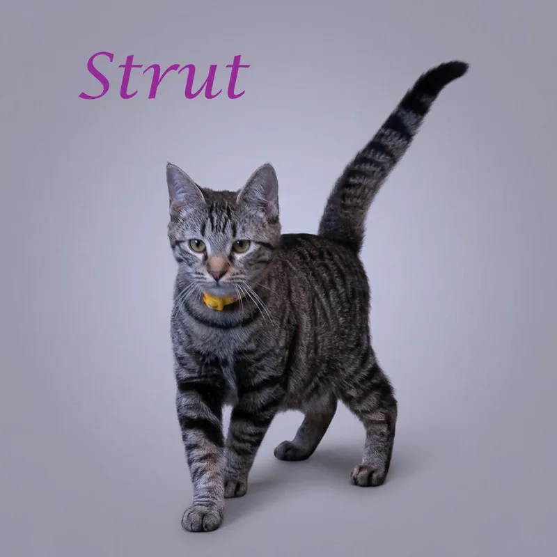 Strut C thumbnail 2