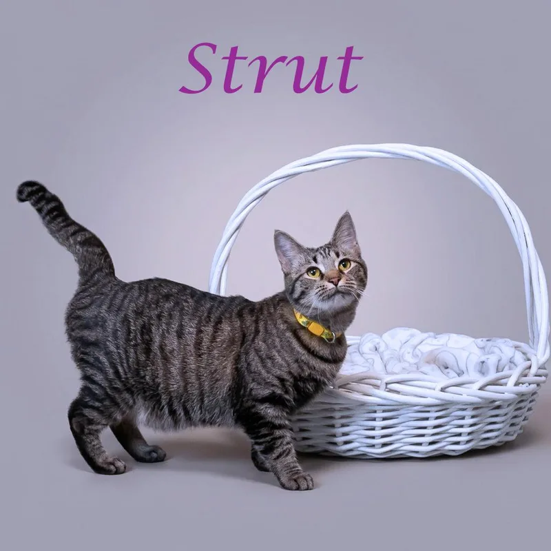 Strut C thumbnail 3