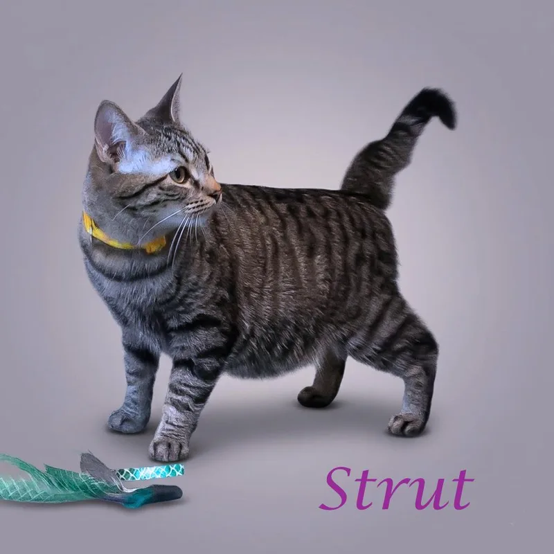 Strut C thumbnail 4