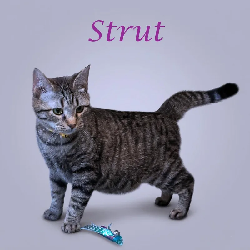 Strut C thumbnail 5
